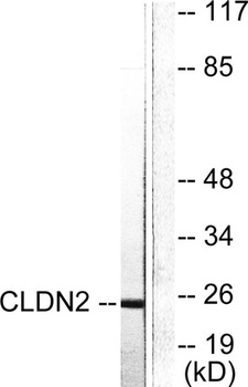 Claudin-2 antibody