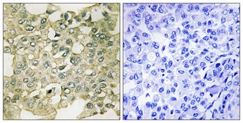 Myt 1 (phospho Ser83) rabbit pAb