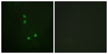 Cyclin E2 (phospho-Thr392) antibody