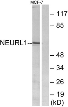 Neuralized-1 antibody