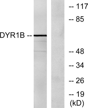 Dyrk1B rabbit pAb