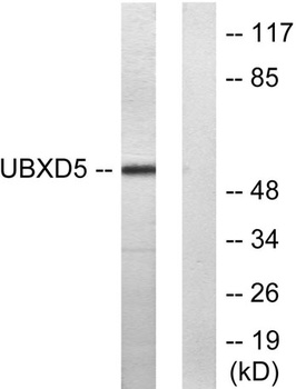 Socius rabbit pAb