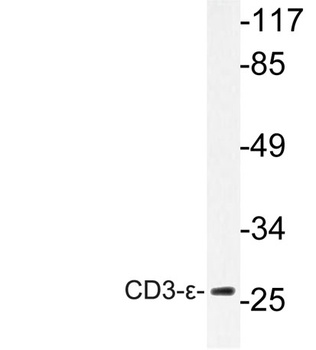 CD3-ε rabbit pAb