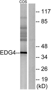 EDG-4 rabbit pAb