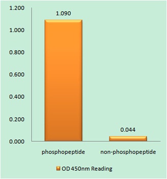 Nek9 (phospho Thr210) rabbit pAb