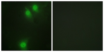 Nek9 (phospho-Thr210) antibody