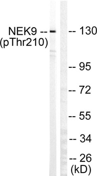 Nek9 (phospho Thr210) rabbit pAb