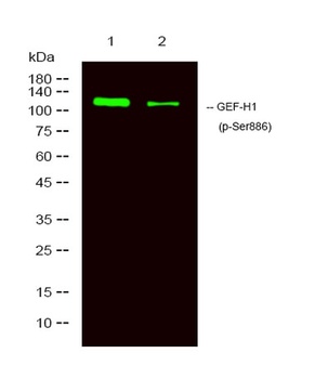 Lfc (phospho Ser886) rabbit pAb