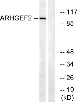 Lfc antibody