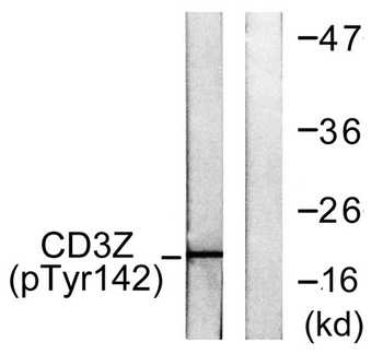 CD3 zeta (phospho-Tyr142) antibody