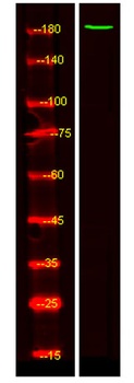 ZNF262 rabbit pAb