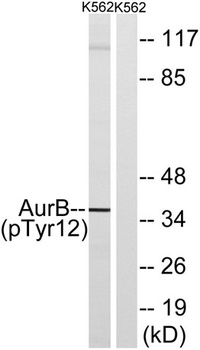 ARK-2 (phospho Tyr12) rabbit pAb