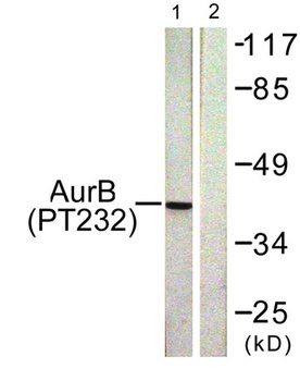 ARK-2 (phospho-Thr232) antibody