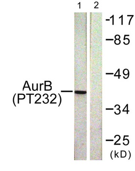 ARK-2 (phospho Thr232) rabbit pAb