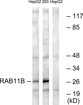 Rab 11B rabbit pAb