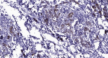 Rab 11B rabbit pAb
