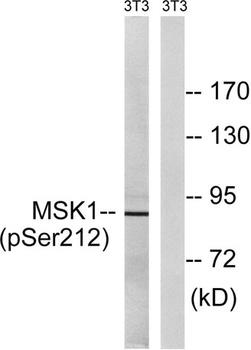 MSK1 (phospho-Ser212) antibody