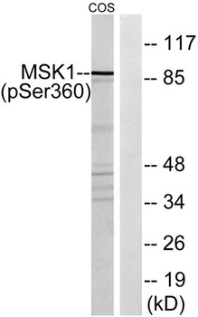 MSK1 (phospho Ser360) rabbit pAb