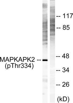 MAPKAPK-2 (phospho-Thr334) antibody
