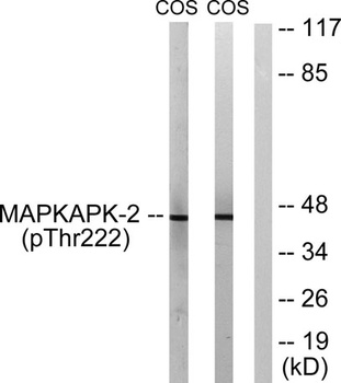 MAPKAPK-2 (phospho-Thr222) antibody