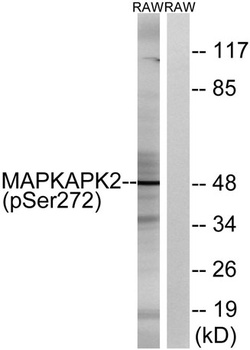 MAPKAPK-2 (phospho-Ser272) antibody
