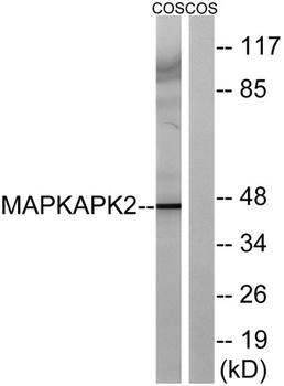 MAPKAPK-2 rabbit pAb