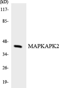 MAPKAPK-2 rabbit pAb
