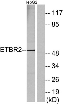 GPR37L1 antibody