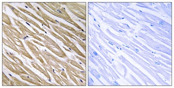 P311 rabbit pAb Antibody