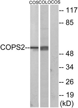 COPS2 antibody