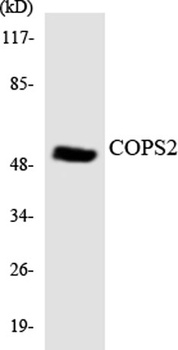 COPS2 antibody