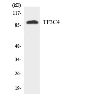 TFIIIC90 antibody