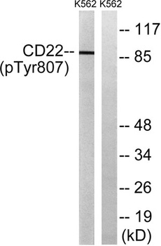 CD22 (phospho Tyr807) rabbit pAb