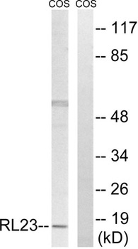 Ribosomal Protein L23 rabbit pAb