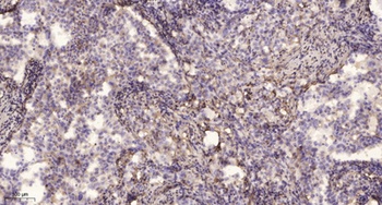 Neurexin IIIβ rabbit pAb