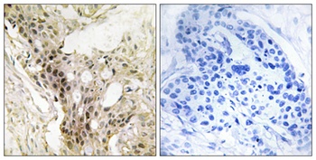 Srb7 rabbit pAb Antibody