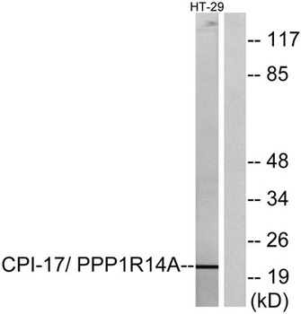 CPI-17 antibody