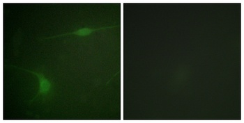 JIP-1 (phospho Thr103) rabbit pAb