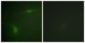 JIP-1 (phospho-Thr103) antibody