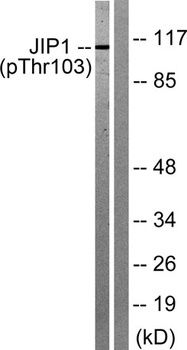 JIP-1 (phospho Thr103) rabbit pAb