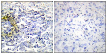 FXR2 antibody