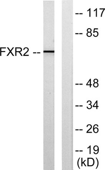 FXR2 rabbit pAb