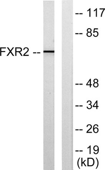 FXR2 antibody