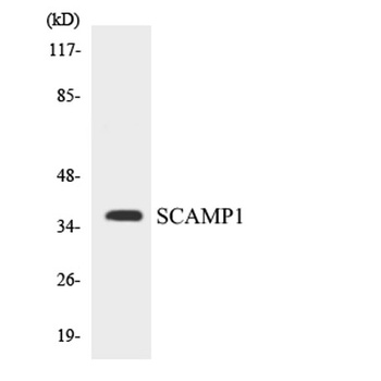 SCAMP1 rabbit pAb