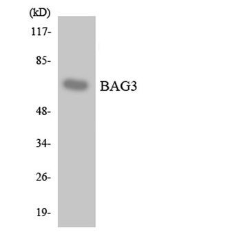 Bag-3 antibody