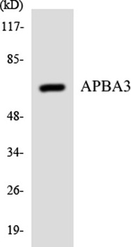 X11 gamma antibody