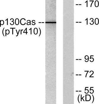 p130 Cas (phospho-Tyr410) antibody