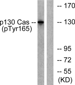 p130 Cas (phospho-Tyr165) antibody
