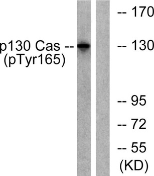 p130 Cas (phospho Tyr165) rabbit pAb