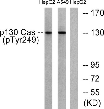 p130 Cas (phospho-Tyr249) antibody